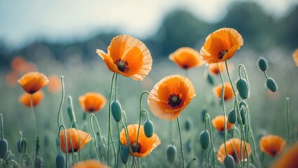 Obraz premium Field of vibrant orange poppy flowers with green buds and stems against a blurred natural background Copy Space