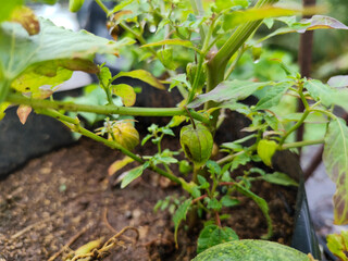 Ciplukan fruit plants after the rain.