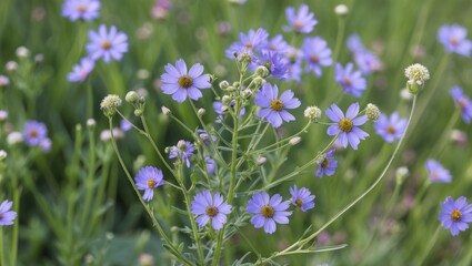 Obraz premium Purple wildflowers in a green grassy field with soft focus and natural sunlight Copy Space