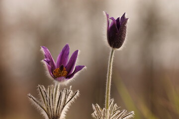 fiori di anemone pulsatilla in primavera