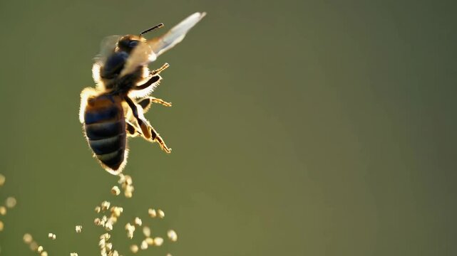 Busy bee pollinating flowers in a vibrant garden during golden hour