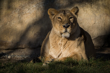 Indian lion portrait in nature park