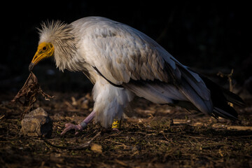 white vulture with food