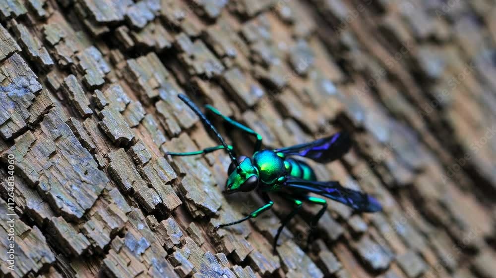 Aufkleber insect exploration showcasing a vibrant metallic beetle on a textured tree surface in a forest setti