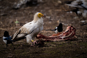 white vulture with food