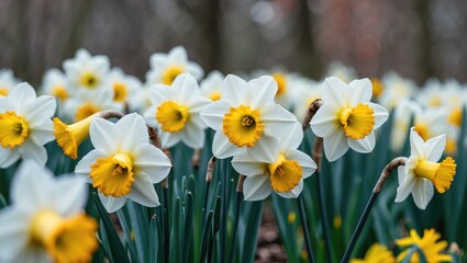 Blooming Daffodils in Spring Garden with Yellow Petals and Green Stems Natural Setting Copy Space