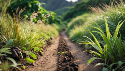 Lush green path through dense grass and foliage in a natural landscape with soft lighting and blurred background creating depth