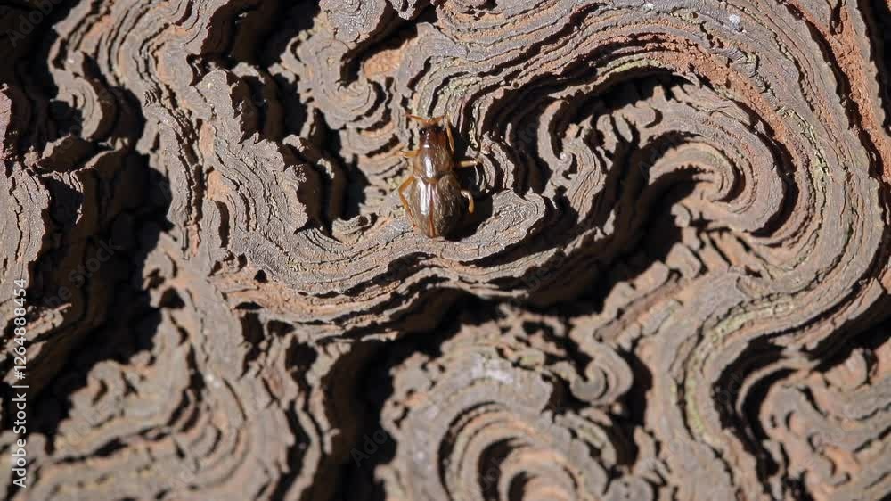 Aufkleber Bees explore intricate patterns on tree bark in a sunlit forest setting
