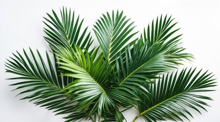 Tropical green palm leaves arranged on white background with copy space for text placement