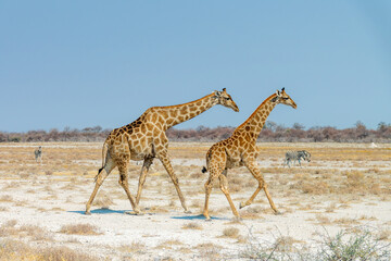 Running couple of giraffes in Etosha National Park, Namibia, Africa