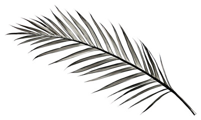 Obraz premium PNG Palm leaves drawing plant leaf.