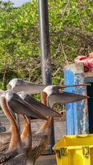 Vertical image of Brown pelicans waiting to be fed by the local fishermen at the fish market.
