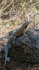 Vertical image of A side profile of a  colorful lava lizard on a rock.