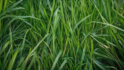 Fototapeta premium Lush green grass background with long blades displaying a vibrant texture and natural patterns for use in visual content Copy Space