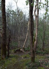 Obraz premium Forest path through dense trees in autumn