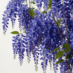 A breathtaking sapphire wisteria vine with cascading blue petals, glowing against a pure white background.