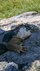 Vertical image of Side profile of an adult yellow land iguana, iguana terrestre on a rock at South Plaza Island, Galapagos, Ecuador