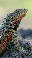 Vertical image of Close up of the side profile of a  colorful lava lizard on a rock.