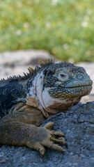  Vertical image of Side profile of an adult yellow land iguana, iguana terrestre on a rock at South Plaza Island, Galapagos, Ecuador