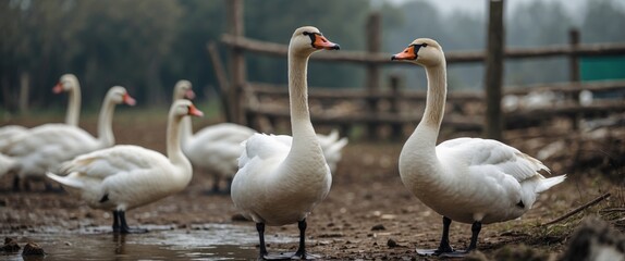 Obraz premium Group of swans standing near water in rural farm setting with soft background and natural environment Copy Space