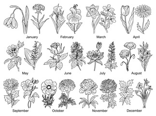 Set of Birth month flowers line art vector illustrations. Snowdrop, Violet, Cherry Blossom, Water lily, poppy, morning glory, cosmos, chrysanthemum, rose outline drawings for tattoo, logo, wall art.