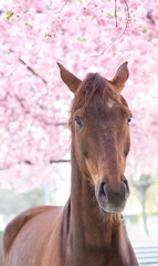 Fototapeta premium Brown horse in a cherry blossom park Stockholm. High quality photo