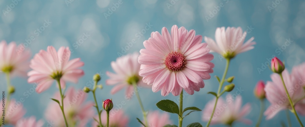 Poster pink daisies in a garden setting with soft focus background and blue bokeh effect featuring copy spa