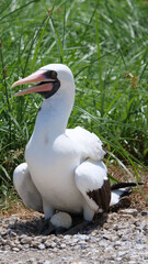 Vertical image of A nazca booby bird, Sula granti, sitting on an egg, hatching, in it's natural environment, on rocks, surrounded by green grass. Location: Galapagos Islands, Ecuador