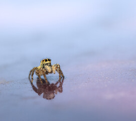 Curious spider