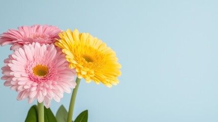 Colorful gerbera bouquet on pastel background.  Possible use Spring floral arrangement
