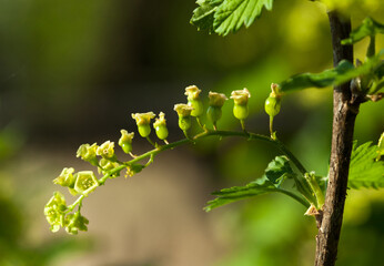 Unripe currant cluster
