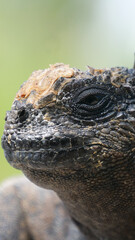  Vertical image of Close up of side profile of marine iguana. Location: Galapagos Island, Ecuador