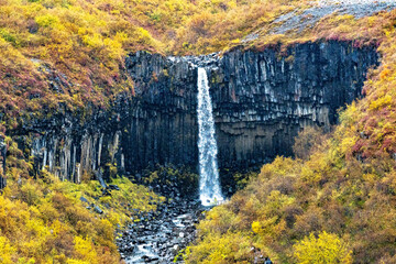 Fototapeta premium Svartifoss Iceland