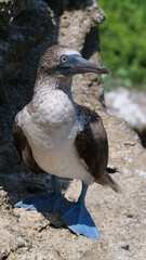 Vertical image of  Close-up of a Blue-footed boobie bird, Sula nebouxii, standing on a rock, in it's natural environment.  Location: Galapagos Islands, Ecuador