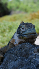 Vertical image of Front view of an adult yellow land iguana, iguana terrestre on a rock at South Plaza Island, Galapagos, Ecuador.
