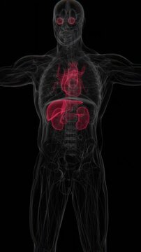 Organs effects by Diabetes in X-Ray Vertical HD Video | Diabetes and Its Effects on Organs Vertical X-Ray HD Video