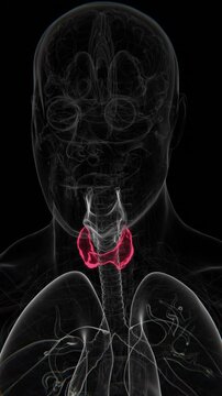 Hyperthyroidism Indication in Vertical HQ Video | Thyroid Disorders Vertical HQ Video