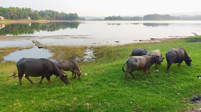 Six buffaloes are grazing peacefully in a field near a lake. With a peaceful village atmosphere in Indonesia