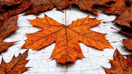Obraz premium Autumn maple leaf center, dry leaves background, fall season, nature design