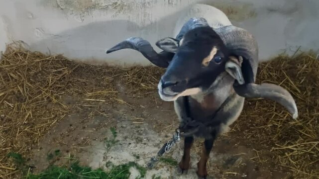 Close-up of a Tunisian combat ram turning its head, proudly displaying its impressive horns