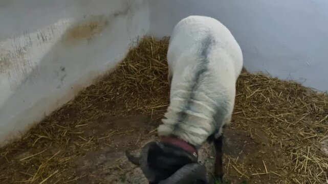 Shot of a strong and impressive Tunisian fighting ram in its stall, nervously eating fresh grass that has been thrown into the enclosure