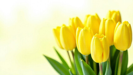 Obraz premium Yellow tulips on a white background. The concept of a postcard for the spring holidays. Free space for text.