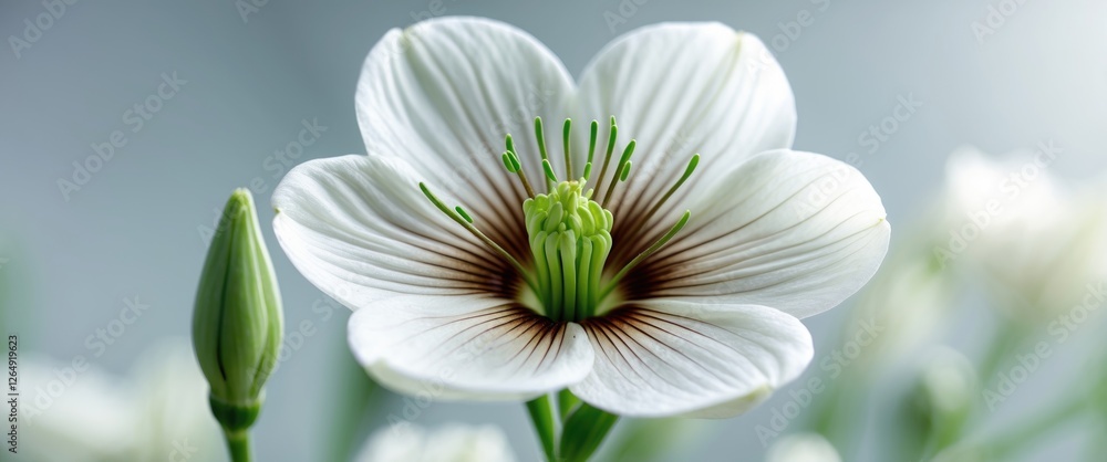 Poster close-up of a white flower with delicate petals and green accents on a soft blurred background, feat