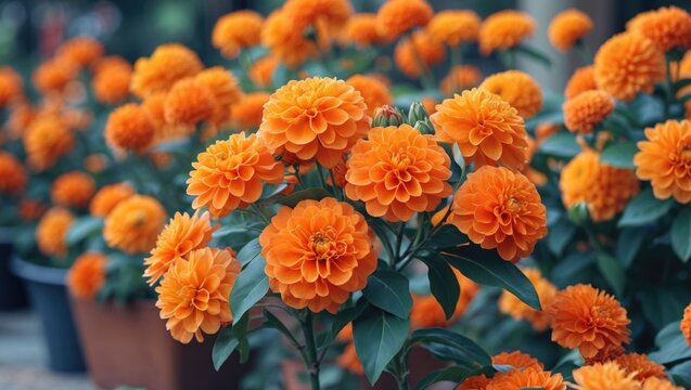 Vibrant orange dahlia flowers in bloom with green leaves in a garden setting natural light floral background with copy space