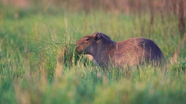 A cute capybara (Hydrochoerus hydrochaeris) feeds on lush green vegetation in its natural habitat, bathed in the warm, golden light of sunset, close up shot.