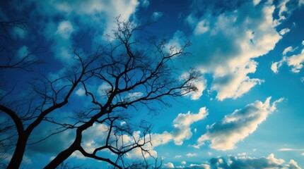 Silhouetted bare tree branches against a colorful sky with fluffy clouds and blue tones during twilight hours Copy Space