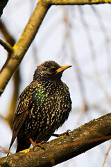 bird on a branch
