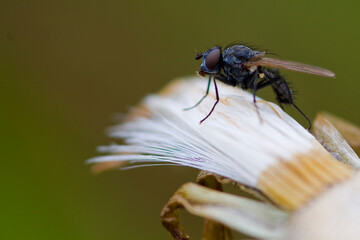 macro of a fly