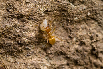 ants on the ground