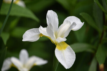 White Siberian Iris Flower Blooming in the Garden